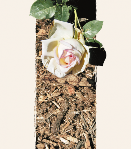 Is it safe to add eucalyptus chips to mulch?