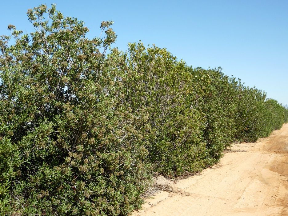 Need privacy from new neighbors? Try this shrub Home