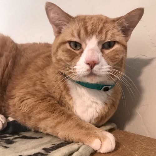 Adopt a friend: Butterball