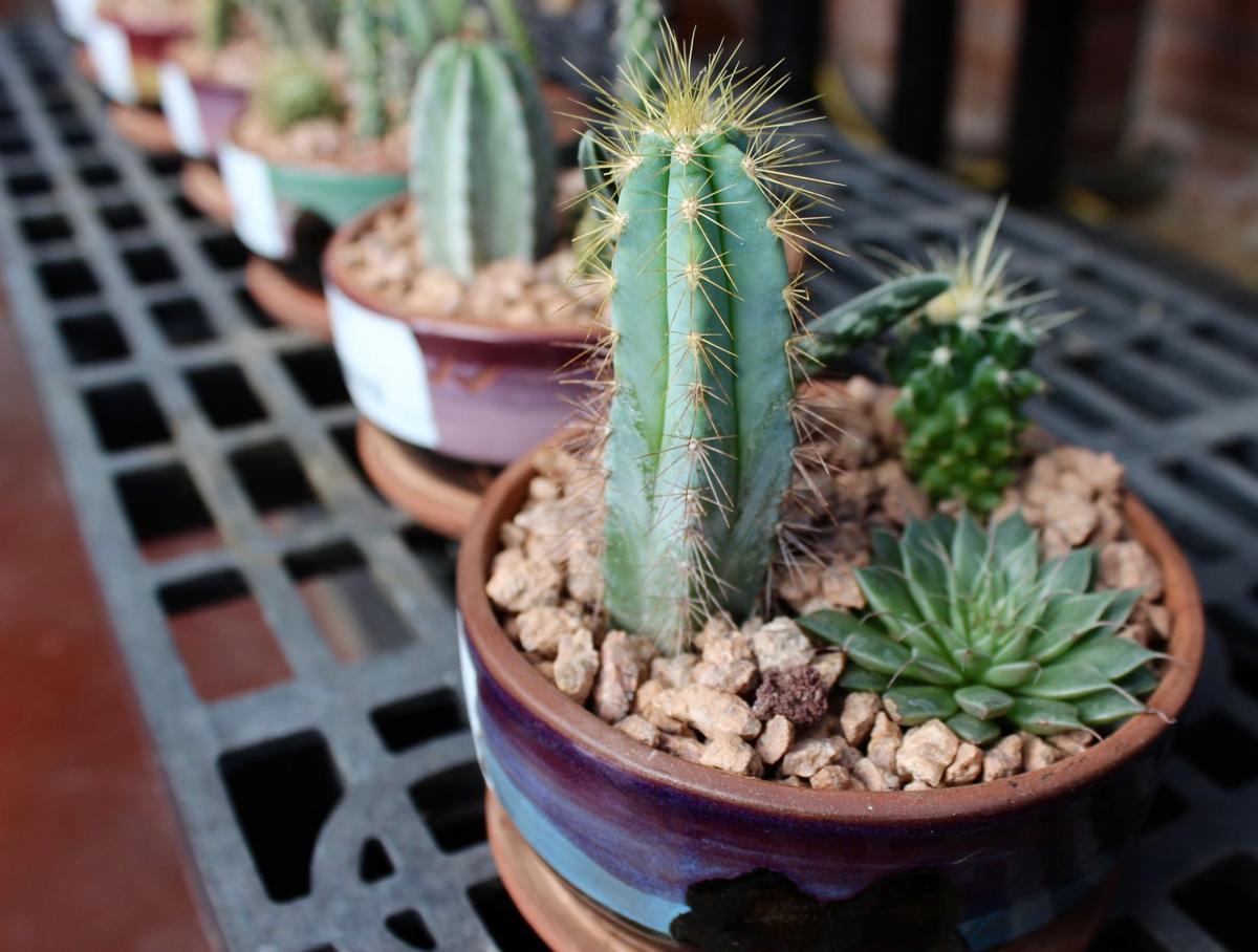 Cactus pot
