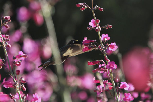 Sonoran desert wildflowers celebrated at Tohono Chul    