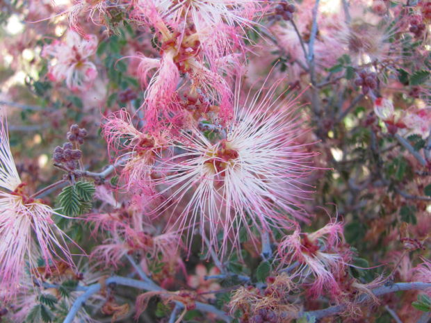 Fairy duster blooms along Gates Pass Road