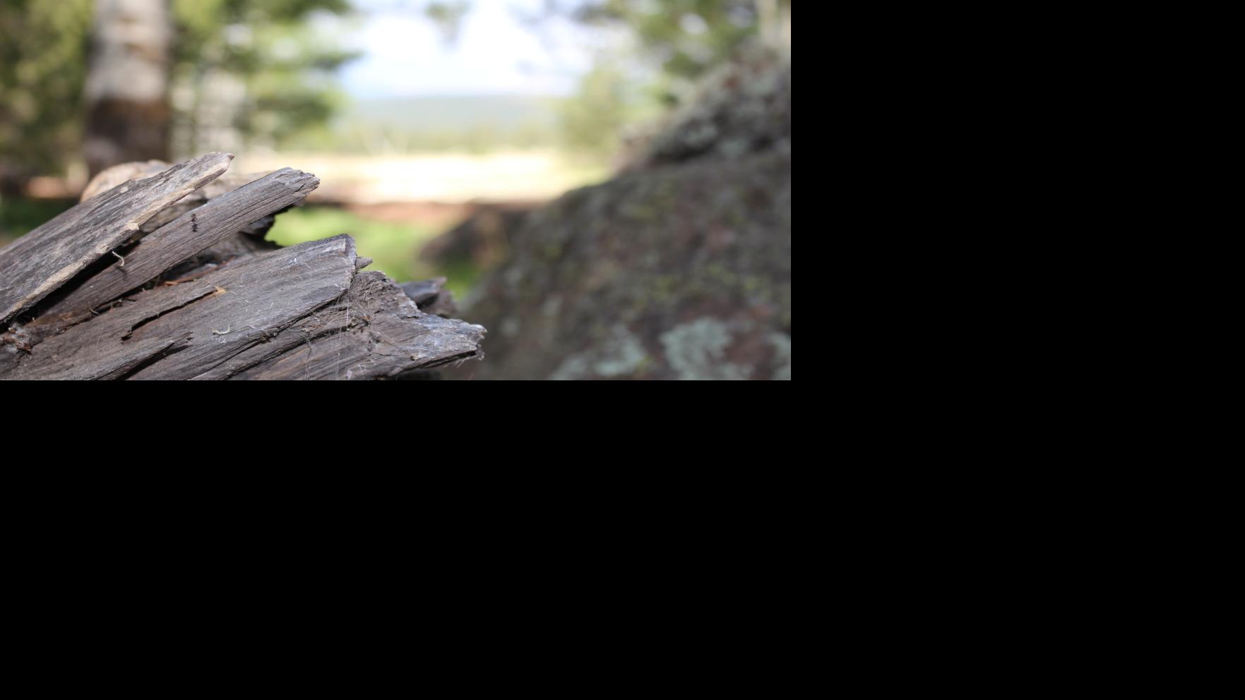 Hiking the Aspen Corner in the Flagstaff area