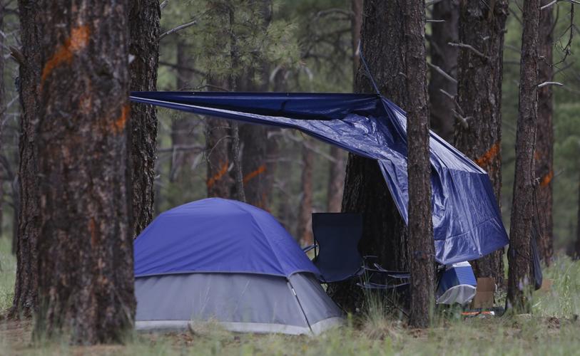 Homeless in the forest
