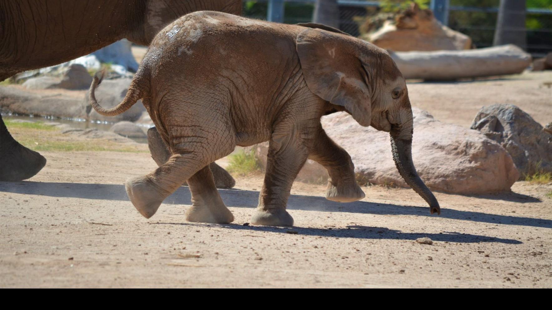Tucson S Baby Elephant Loves Food And Is Still As Close As Ever With Nandi Caliente Tucson Com
