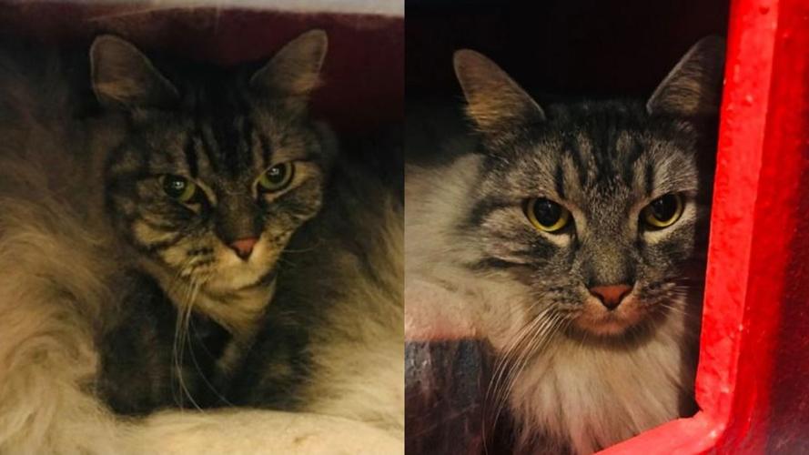 Adopt a friend: Tiberius and Zilltanya