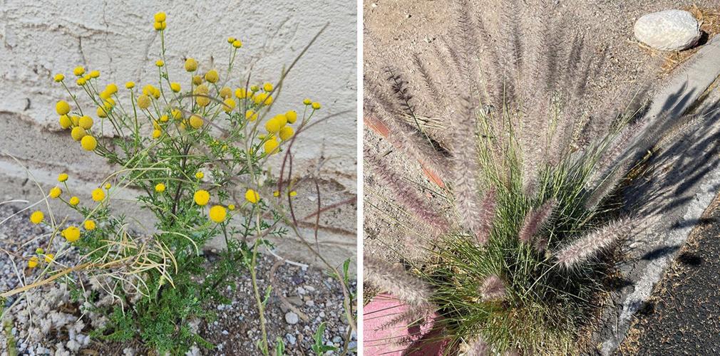 Give Weeds a Second Glance!
