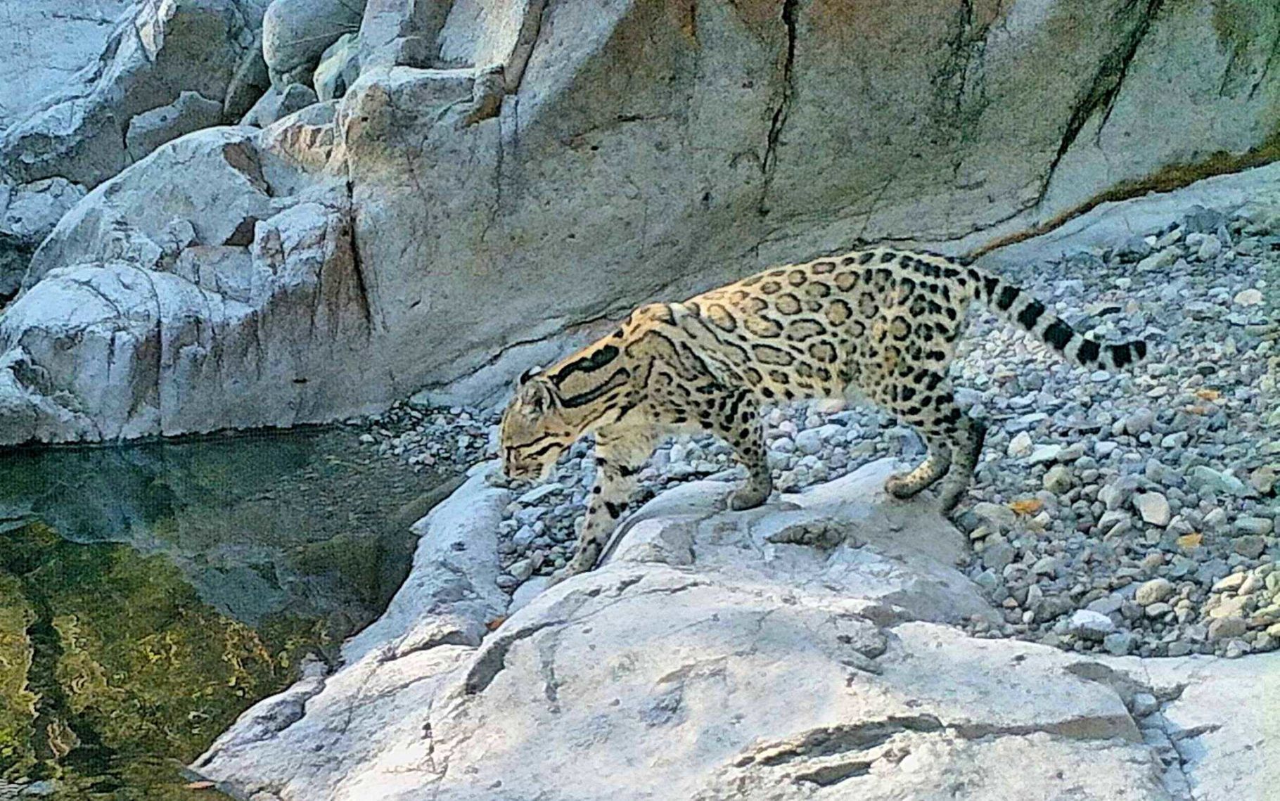 Population Of Endangered Ocelots Discovered In Sonora Near Arizona Border