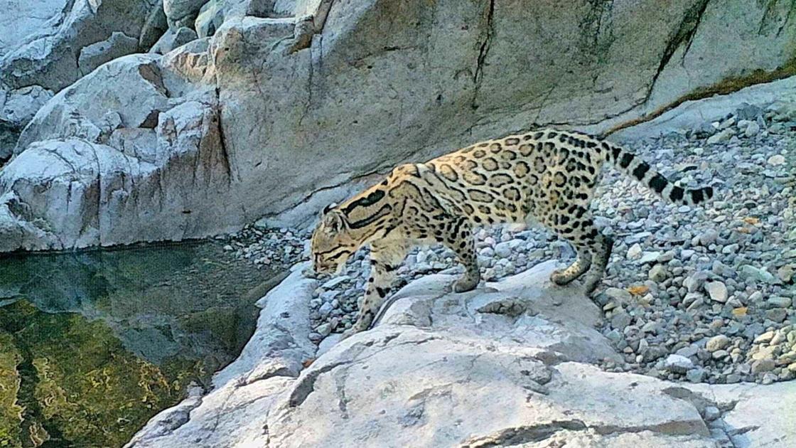 Population of endangered ocelots discovered In Sonora near Arizona  border