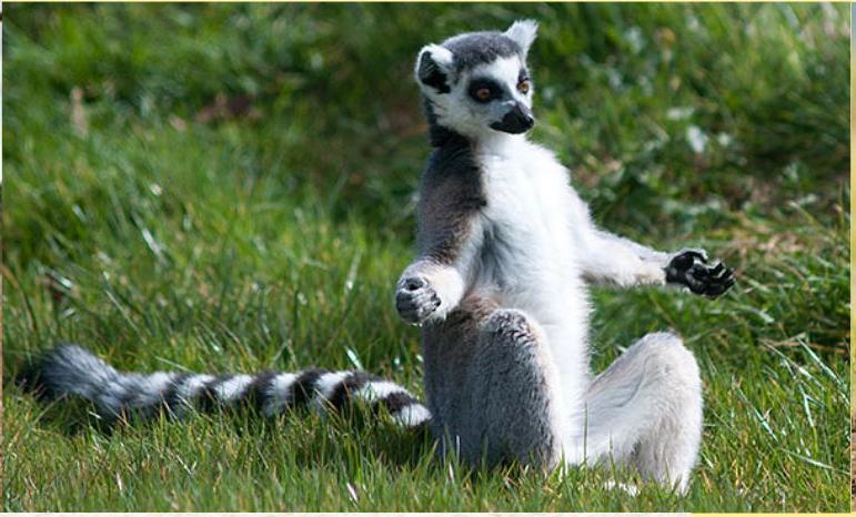 Wildlife Yoga for Kids