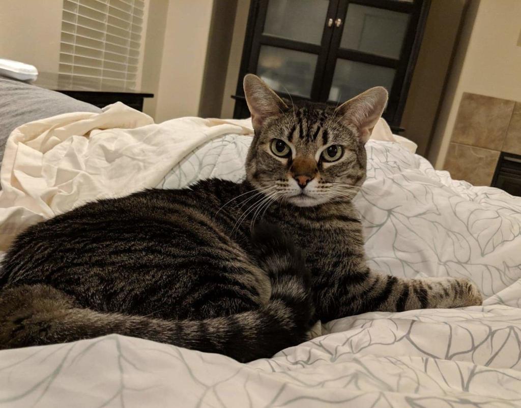 Pets Looking For A Forever Home Adoptable Pets Entertainment