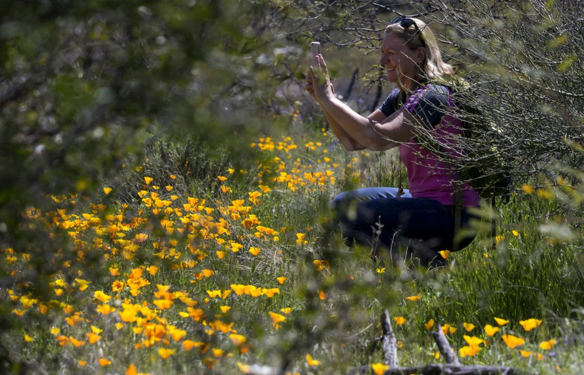 Wildflowers around Tucson, 2020