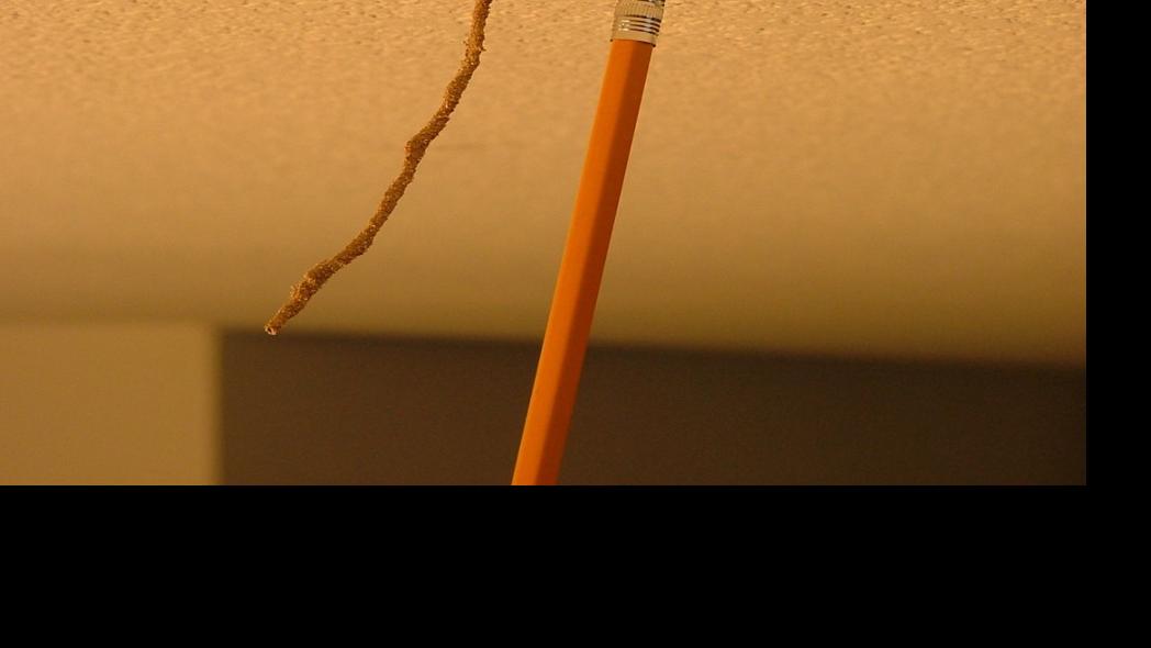 Mud tubes on the ceiling could be a sign of termites