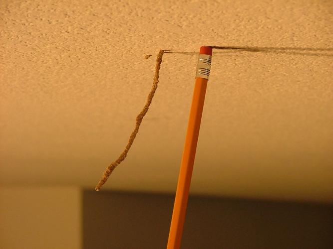 Mud tubes indicate termites