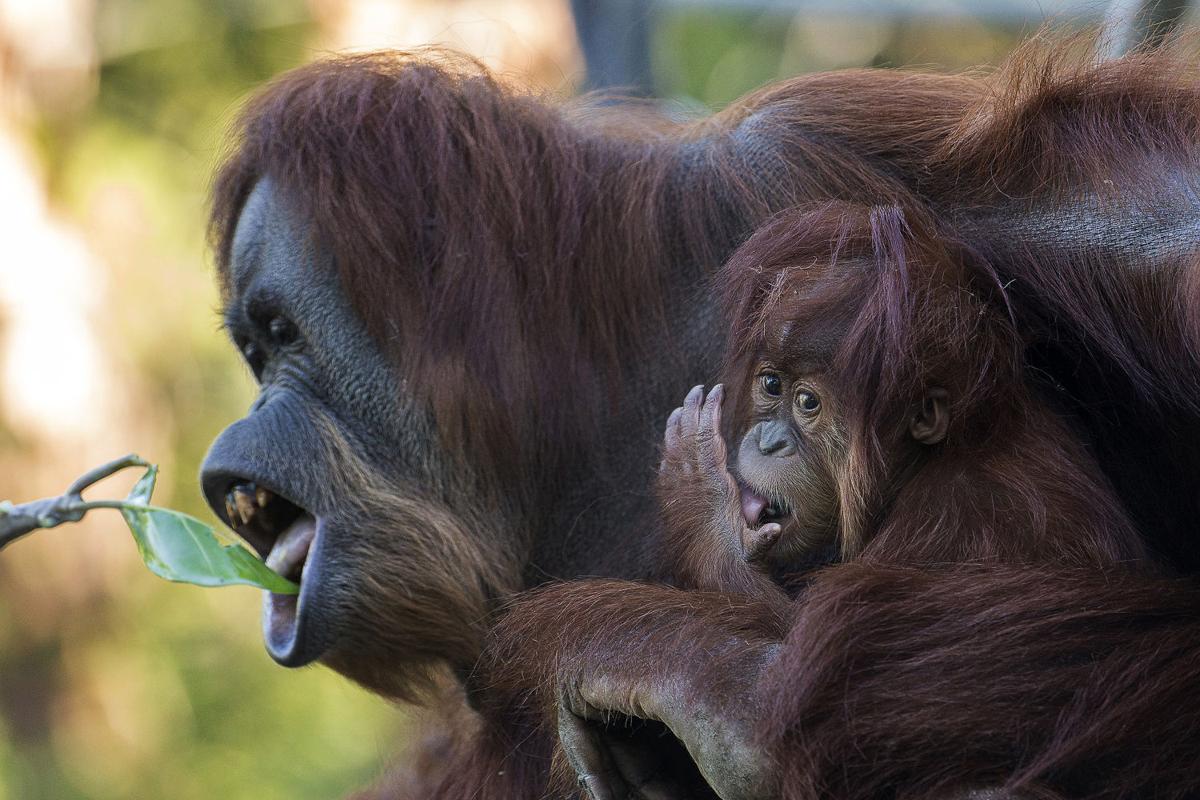 Baby zoo animals