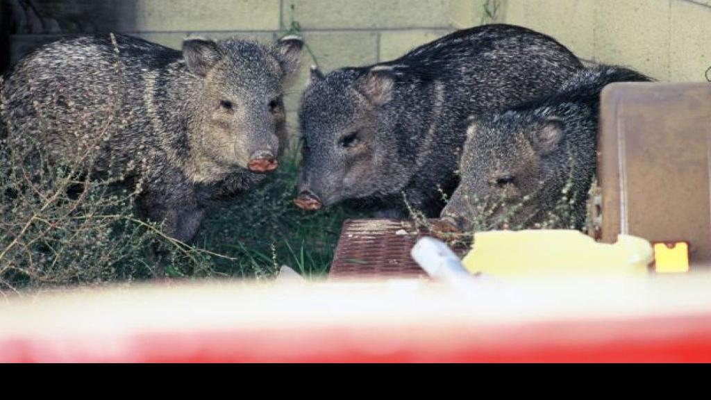 How Do I Keep Javelinas Away From My Plants?