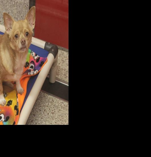 Adopt a friend: Wilbur