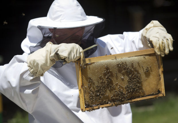 Bees being groomed to detect land mines    