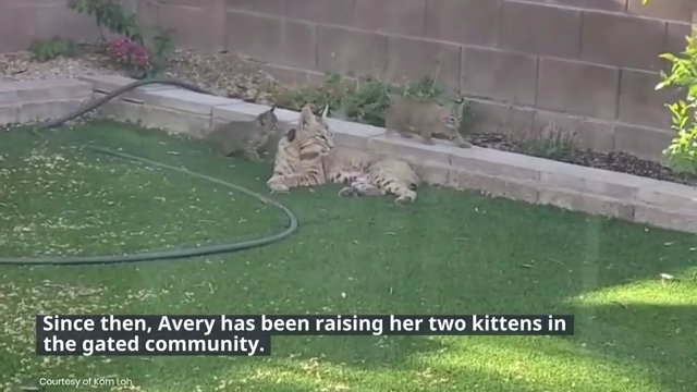 Collared bobcat and her kittens become backyard Tucson celebrities