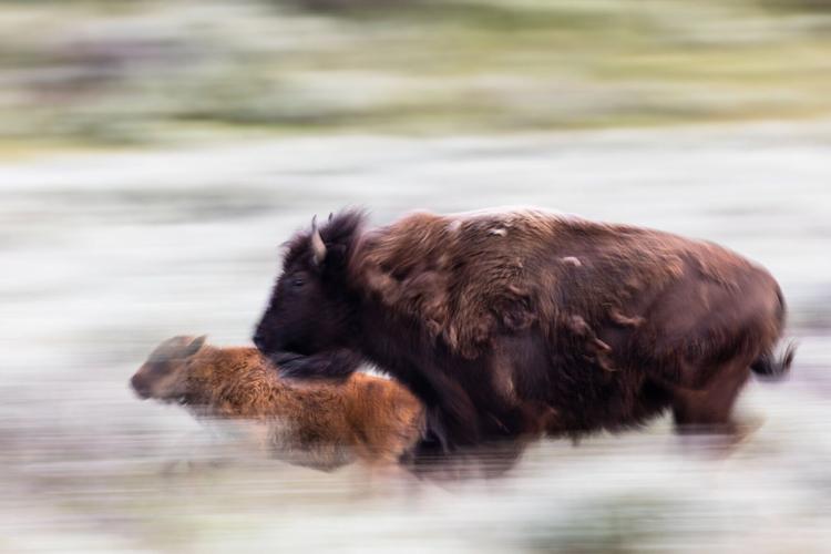 Cow and calf run through the sage in Lamar Valley