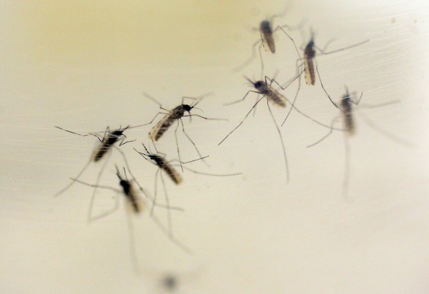 Official: Rain boosts mosquitoes, West Nile risk    