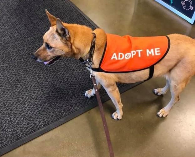 Adopt a friend: Cody