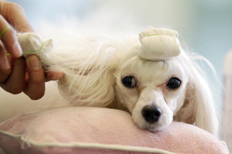 Dog Fashion Show