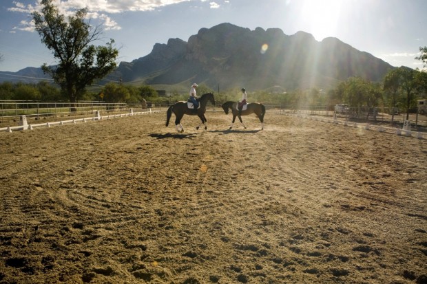 Dressage's disciplines   