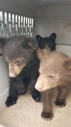 Bear cubs