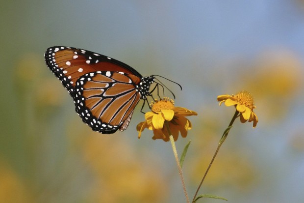 Butterfly count planned at C. Ariz. nature reserve    