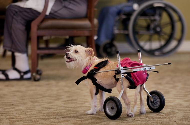 Rescue dog delights seniors