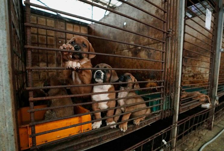 South Korea Dog Meat