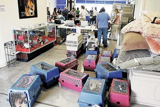 750 dogs seized on property — a 'puppy mill' in Avra Valley  