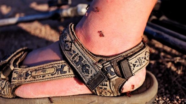 Arizona perfect spot for bug reality show  