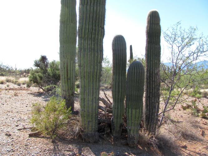 Saguaro cluster 3