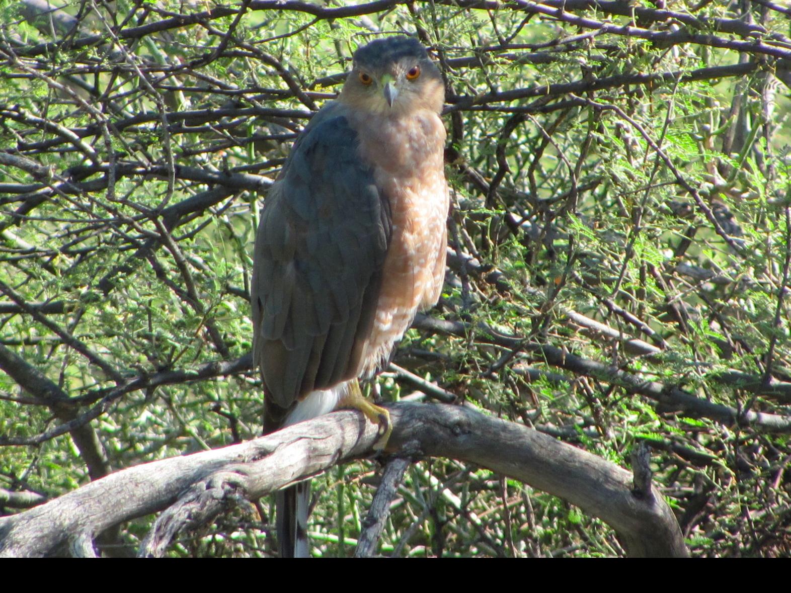 Dive Bombing Cooper S Hawks They Re Just Warning You To Stay Away From Nests Local News Tucson Com