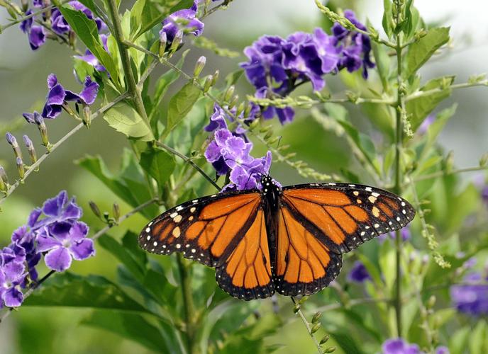 Saturday, September 17 — Take on Monarchs and Mimosas