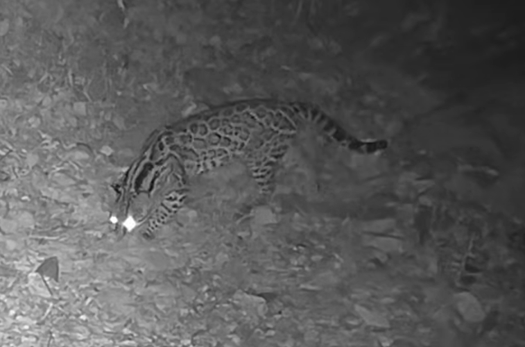 Seeing spots: 2025 ends with new footage of endangered ocelots in Arizona