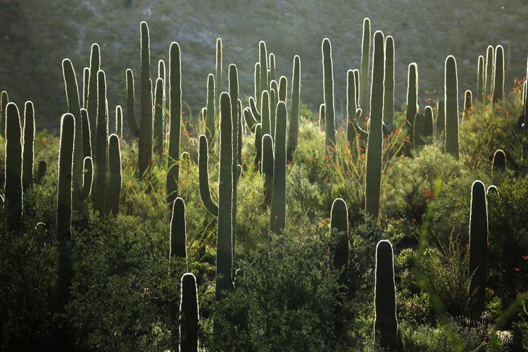 Saguaro National Park