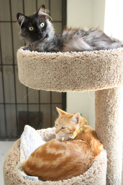 Adopt a friend