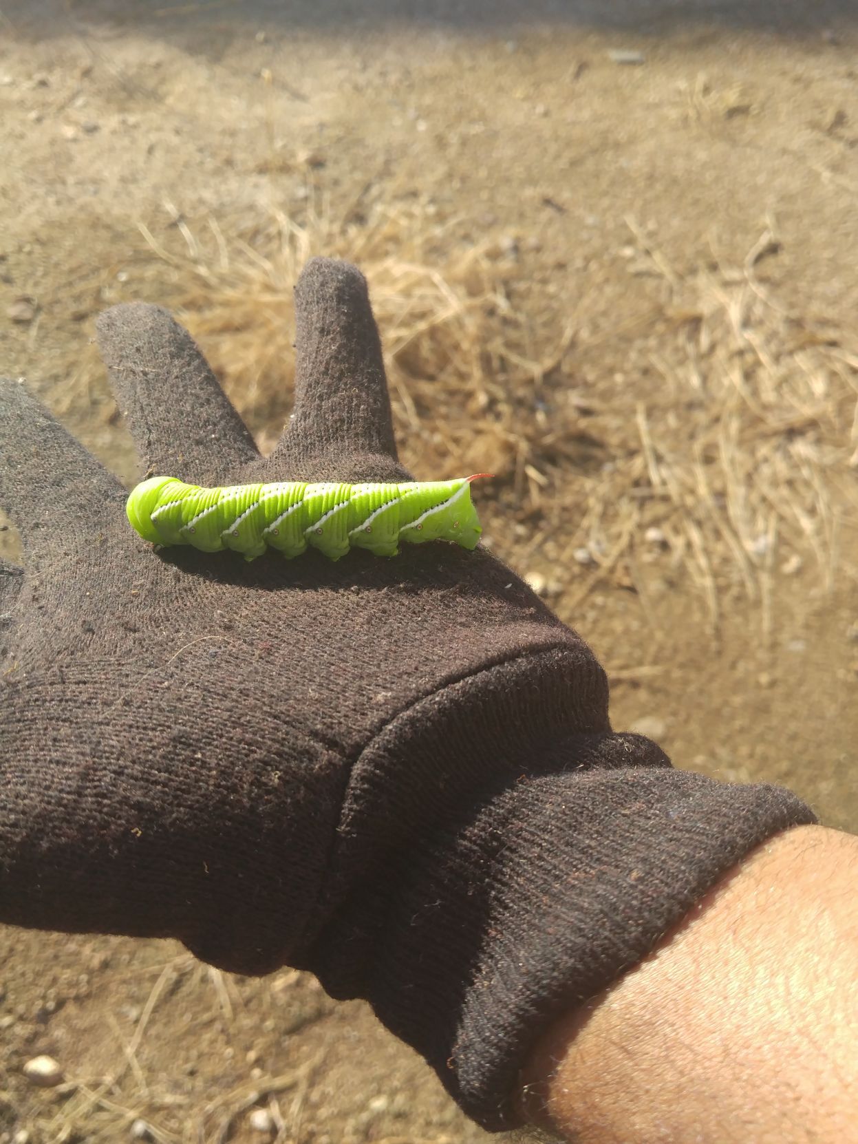 controlling caterpillars on spanish broom