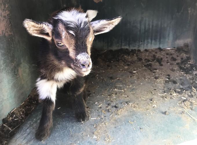 Baby goat