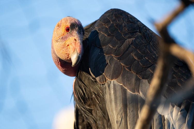 Phoenix Zoo plans endangered-animal conservation park that could bring safaris to Sahuarita