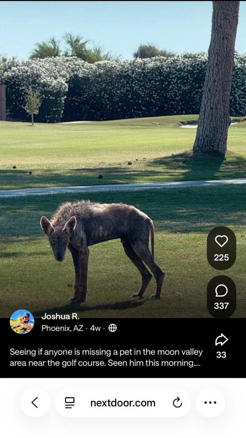 Arizona sighting: Chupacabra or sick coyote?