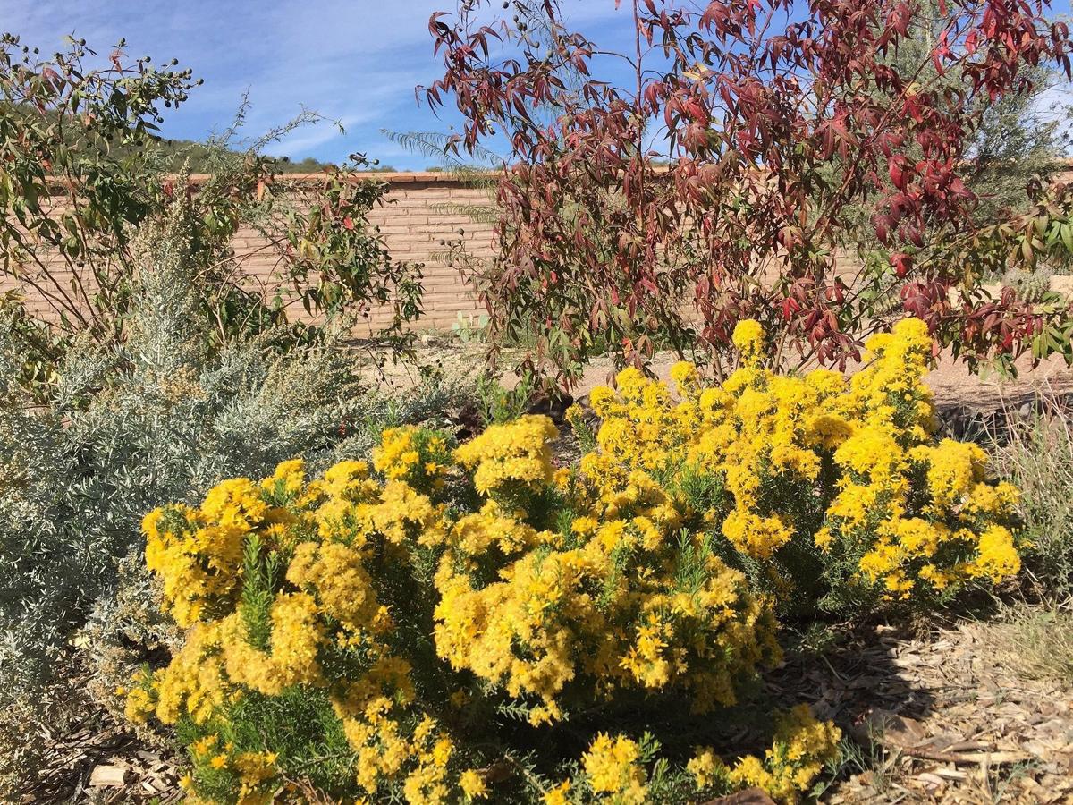 Mission Garden's Medicinal Herbs