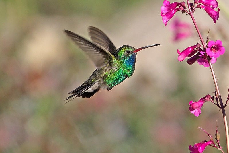 Hummingbird and Salvia