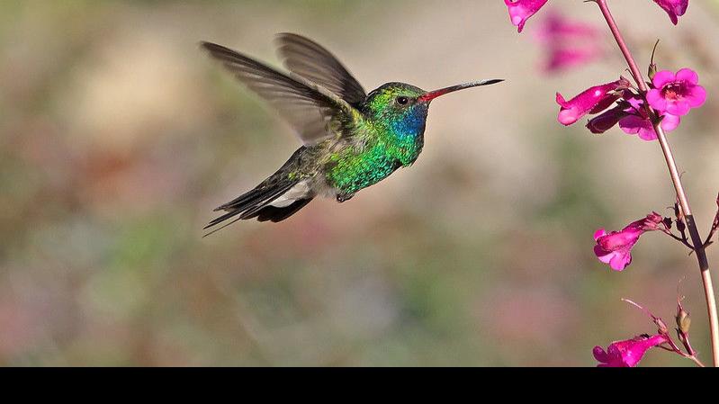 7 things to know about hummingbirds: Tucson's fiercest, fastest ...