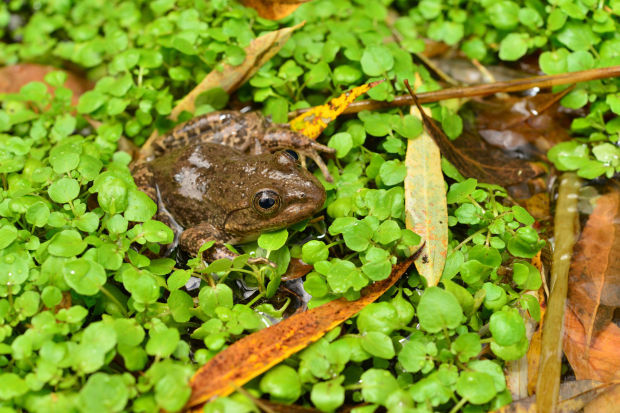 Tarahumara frog in aquatic setting