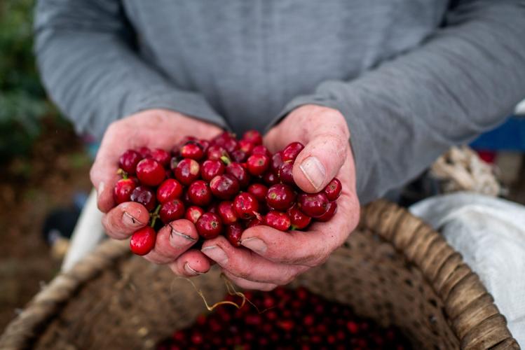 Ripe coffee cherries look more like fruit than the coffee beans we know.
