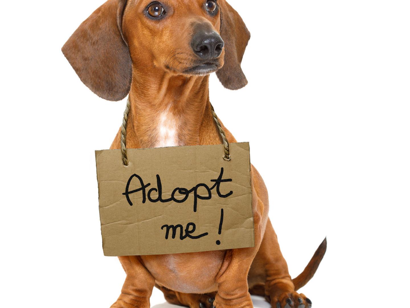 My Pet World The Message Is Adopt Don T Shop For Your Next